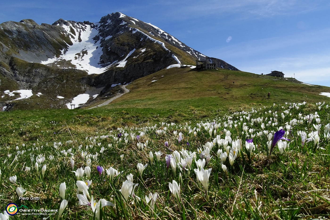 15 Crocus primaverili (Crocus albiflorus) con vista in Val d'Arera.JPG -                                